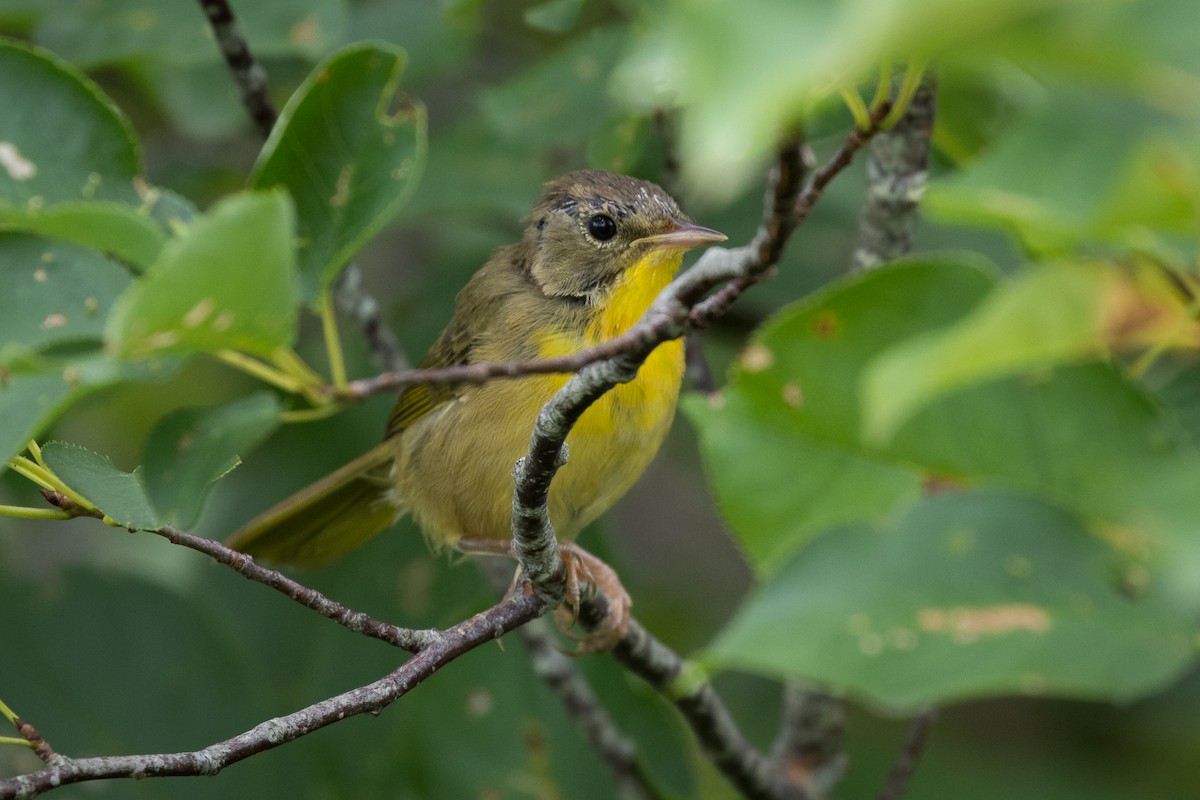 Common Yellowthroat - Lyall Bouchard