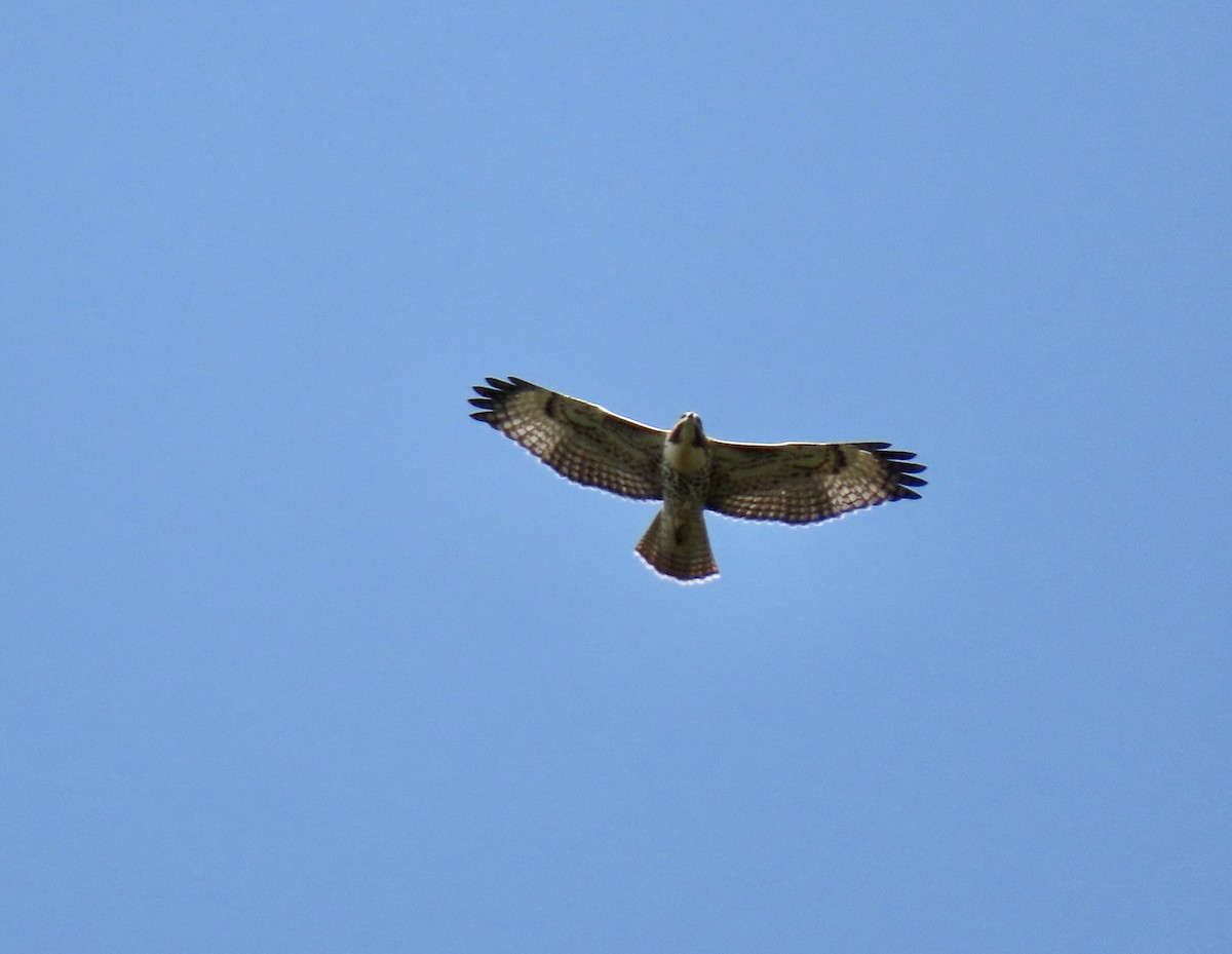 Red-tailed Hawk - ML253753051