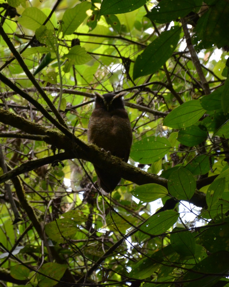 Crested Owl - ML253755961