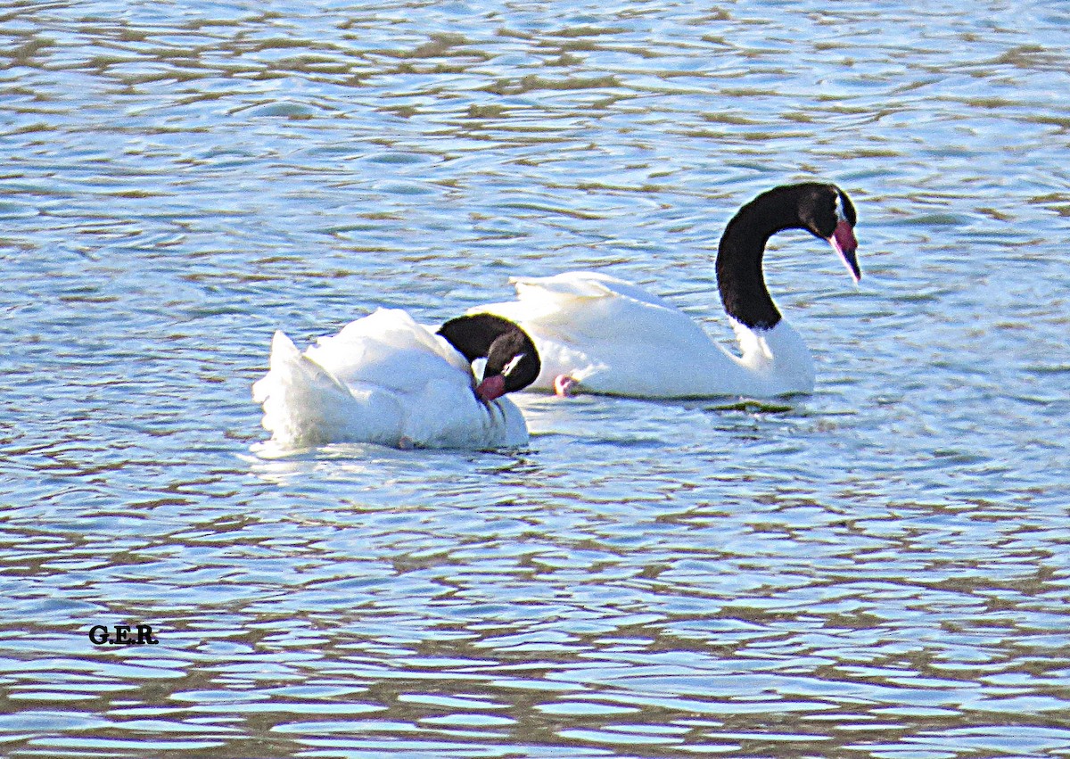 Black-necked Swan - ML253758371