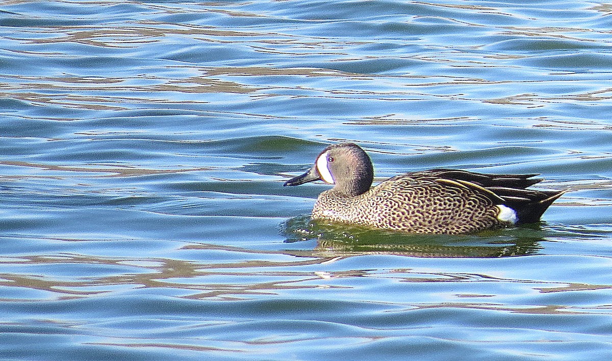 Blue-winged Teal - ML253758741