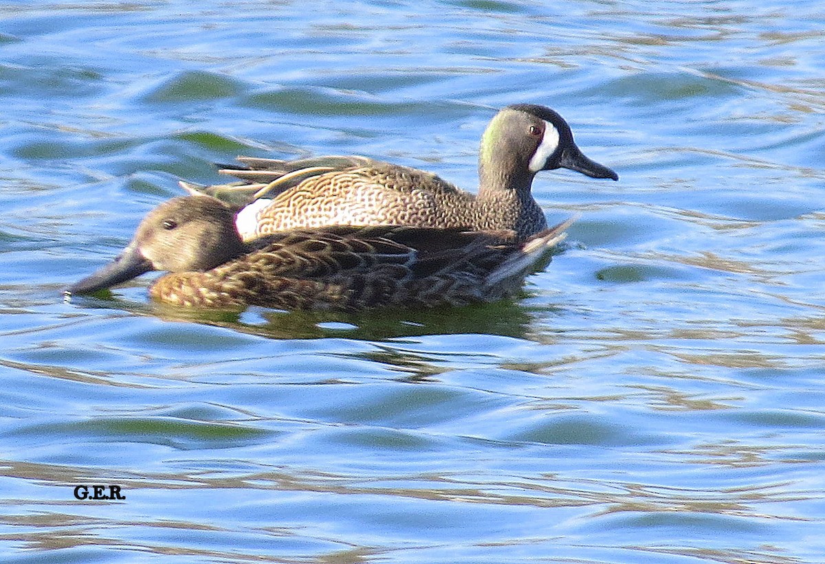 Blue-winged Teal - ML253758851