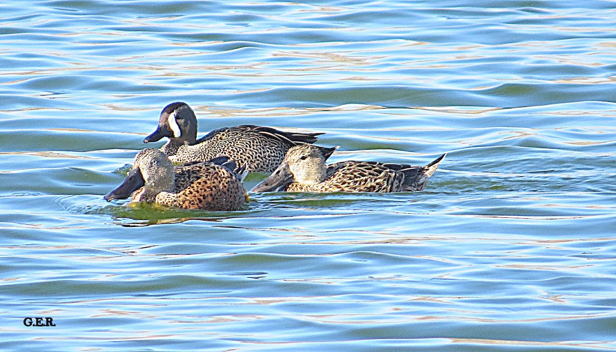 Blue-winged Teal - ML253758871