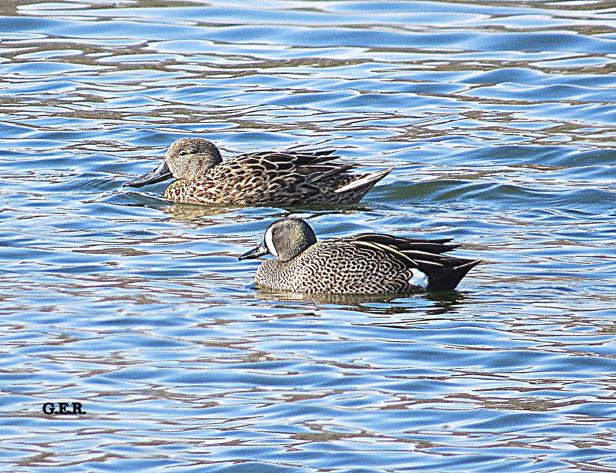 Blue-winged Teal - ML253758901