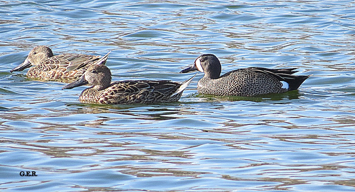 Blue-winged Teal - ML253759021