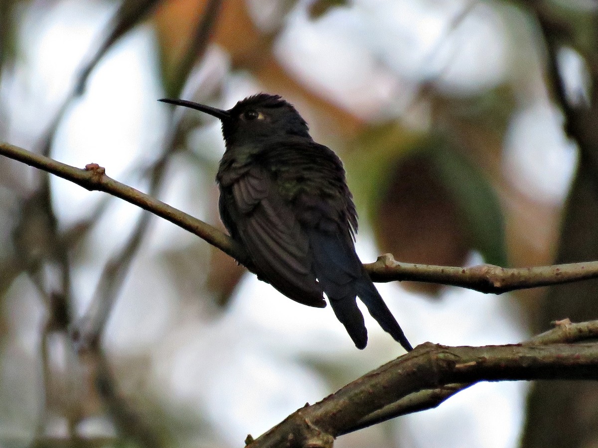 Swallow-tailed Hummingbird - ML253759121