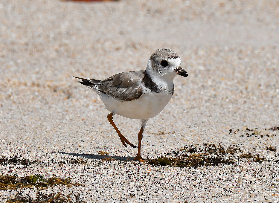 Piping Plover - Kristina Fisher