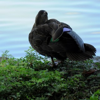Pacific Black Duck, ML25376151