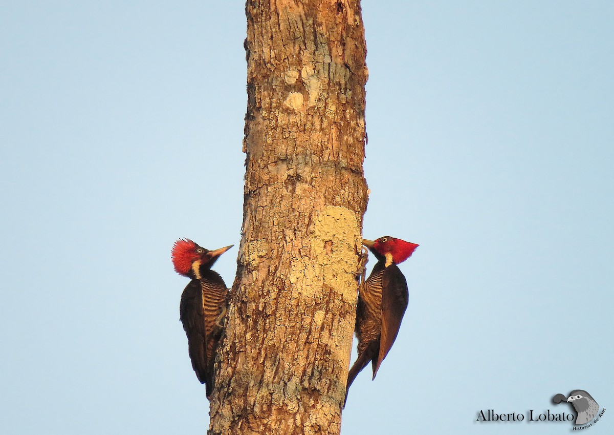 Pale-billed Woodpecker - Alberto Lobato (El Chivizcoyo)