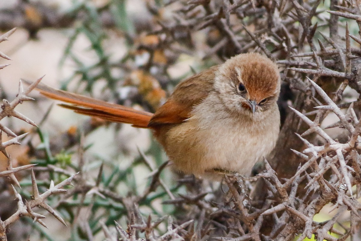 Rusty-fronted Canastero - Byron Stone