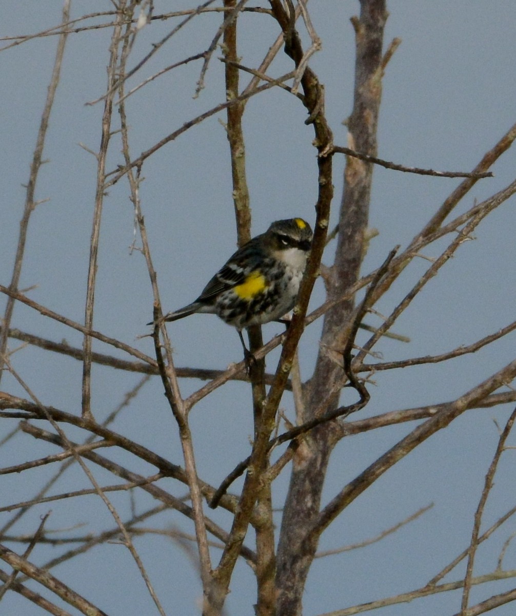 Yellow-rumped Warbler - ML25377021
