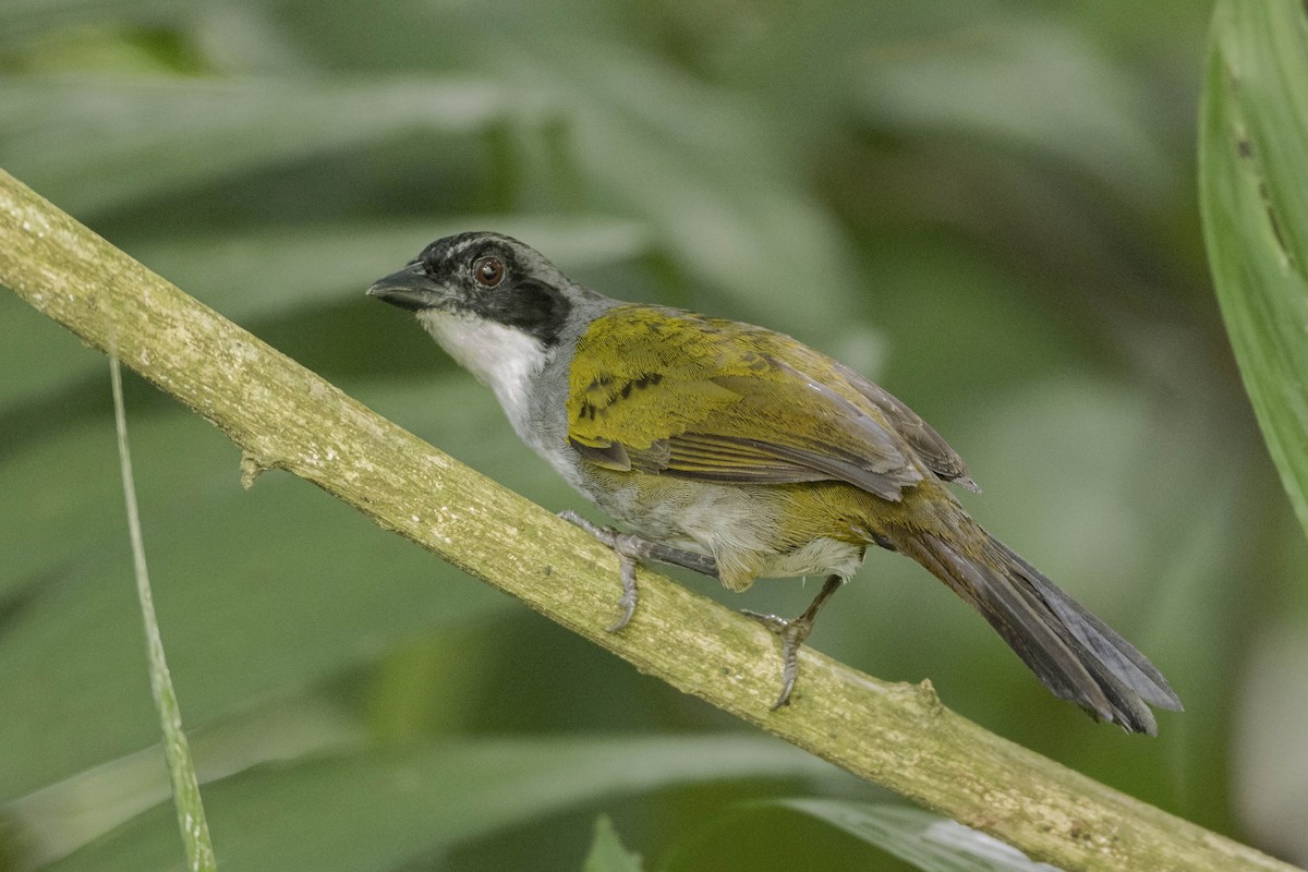 Costa Rican Brushfinch - Guillermo  Saborío Vega