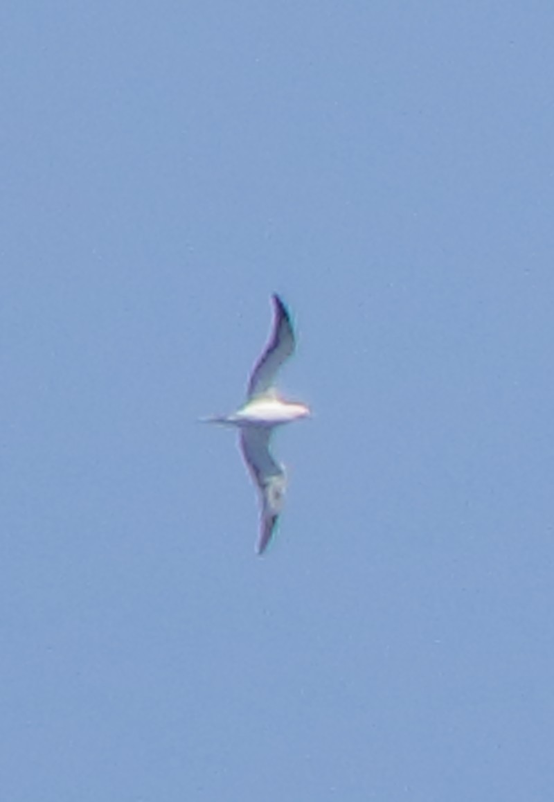 Red-footed Booby - ML253784791