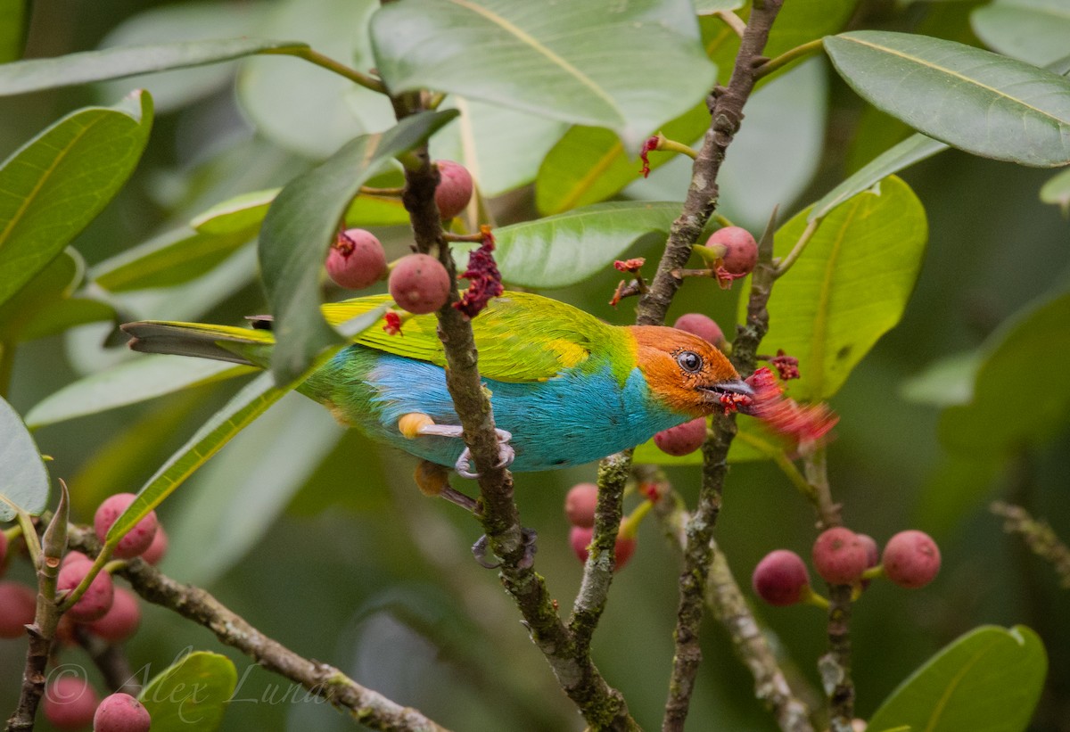 Bay-headed Tanager - ML253785581