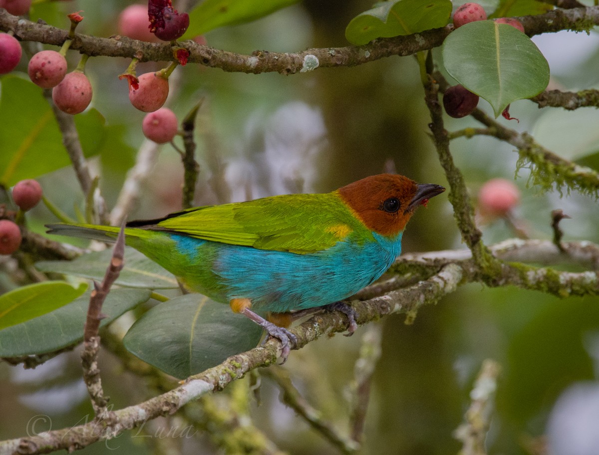 Bay-headed Tanager - ML253785681