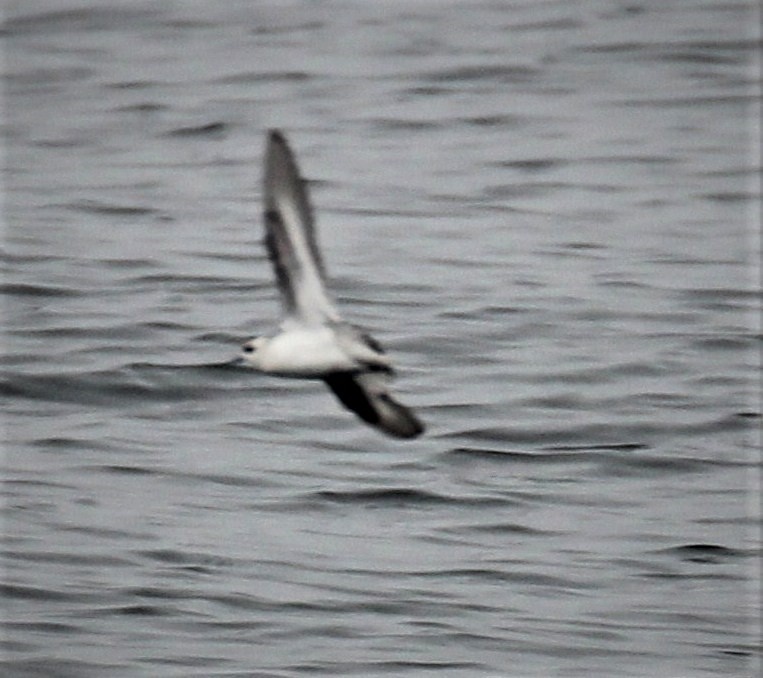 Fork-tailed Storm-Petrel - ML253787941