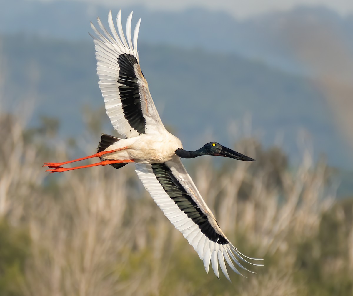 Black-necked Stork - Richard Simmonds