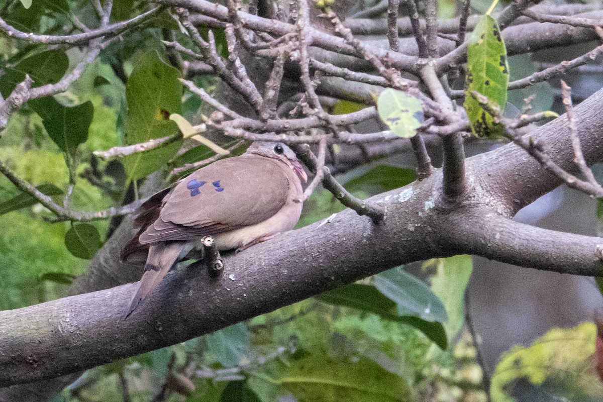 Blue-spotted Wood-Dove - ML253795661