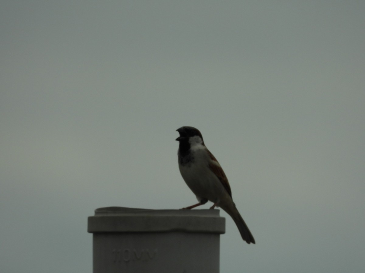 House Sparrow - Lakshmikant Neve
