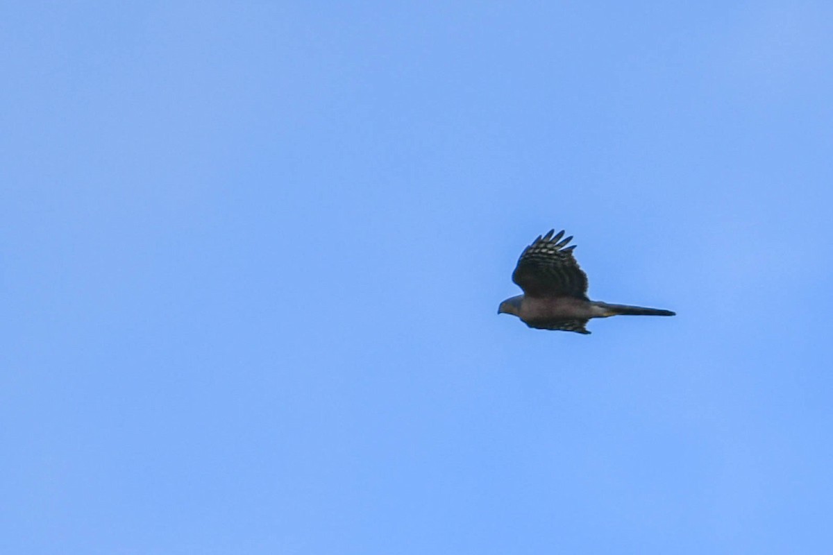 Rufous-breasted Sparrowhawk - ML253800151
