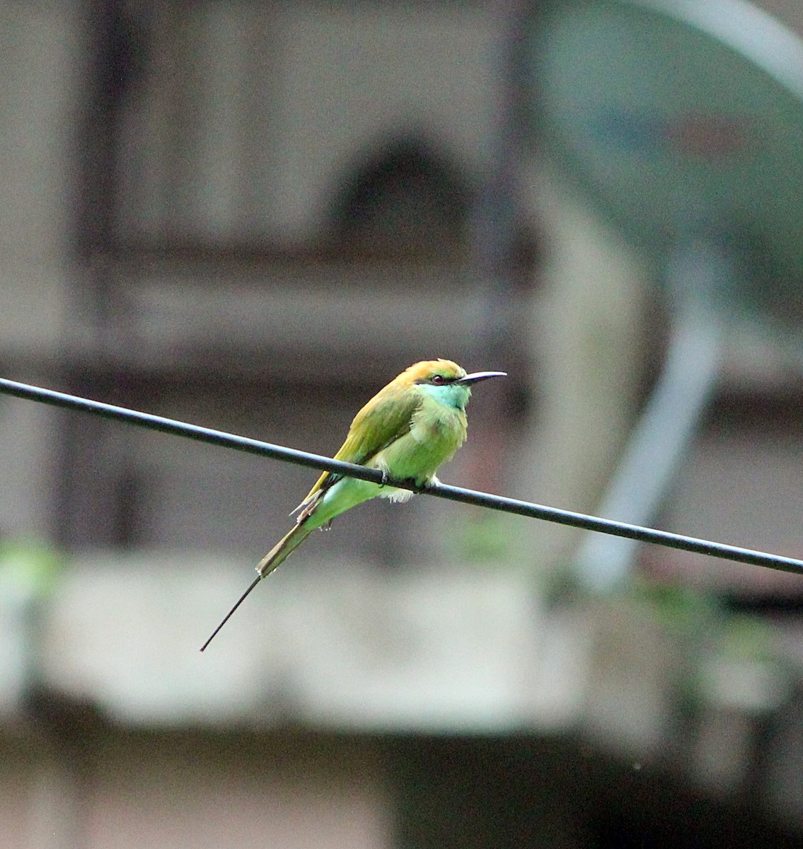 Asian Green Bee-eater - ML253801951