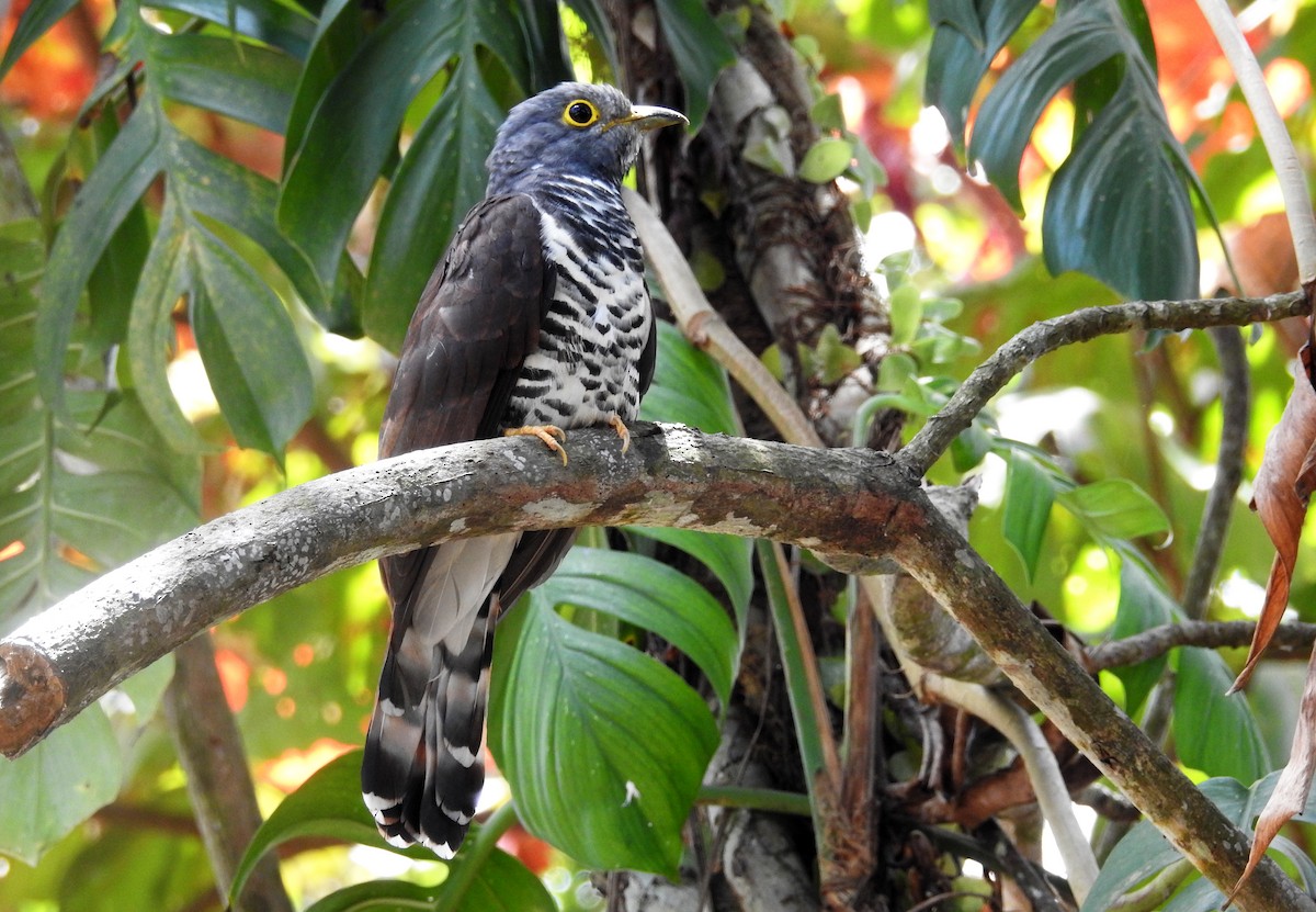 Sulawesi Cuckoo - ML253802161
