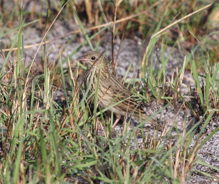 Short-tailed Pipit - ML253802741