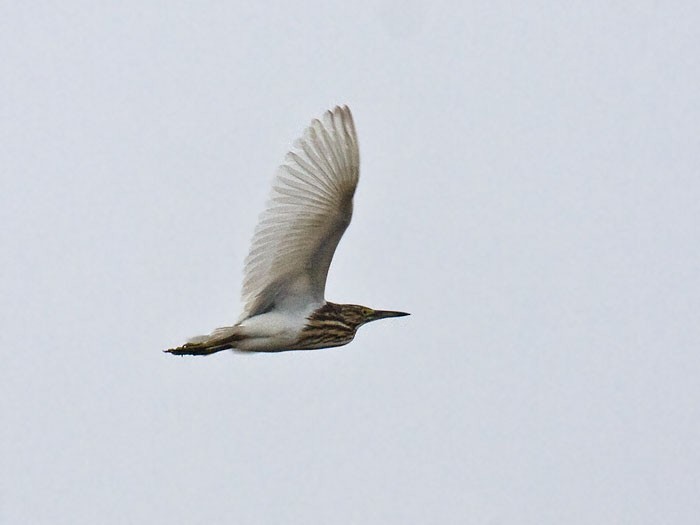 Malagasy Pond-Heron - Niall D Perrins