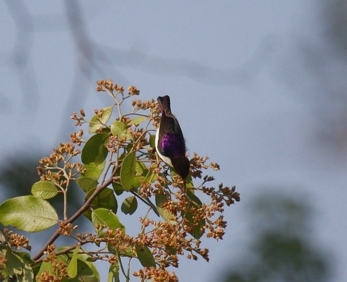Western Violet-backed Sunbird (Southern) - ML253803151