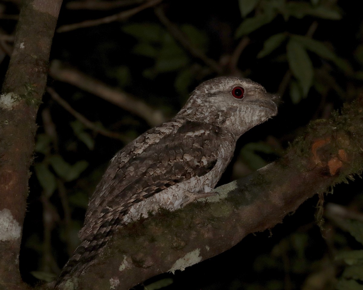 Papuan Frogmouth - ML253803211