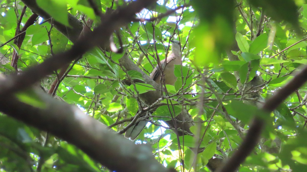 Spotted Dove - ML253803241