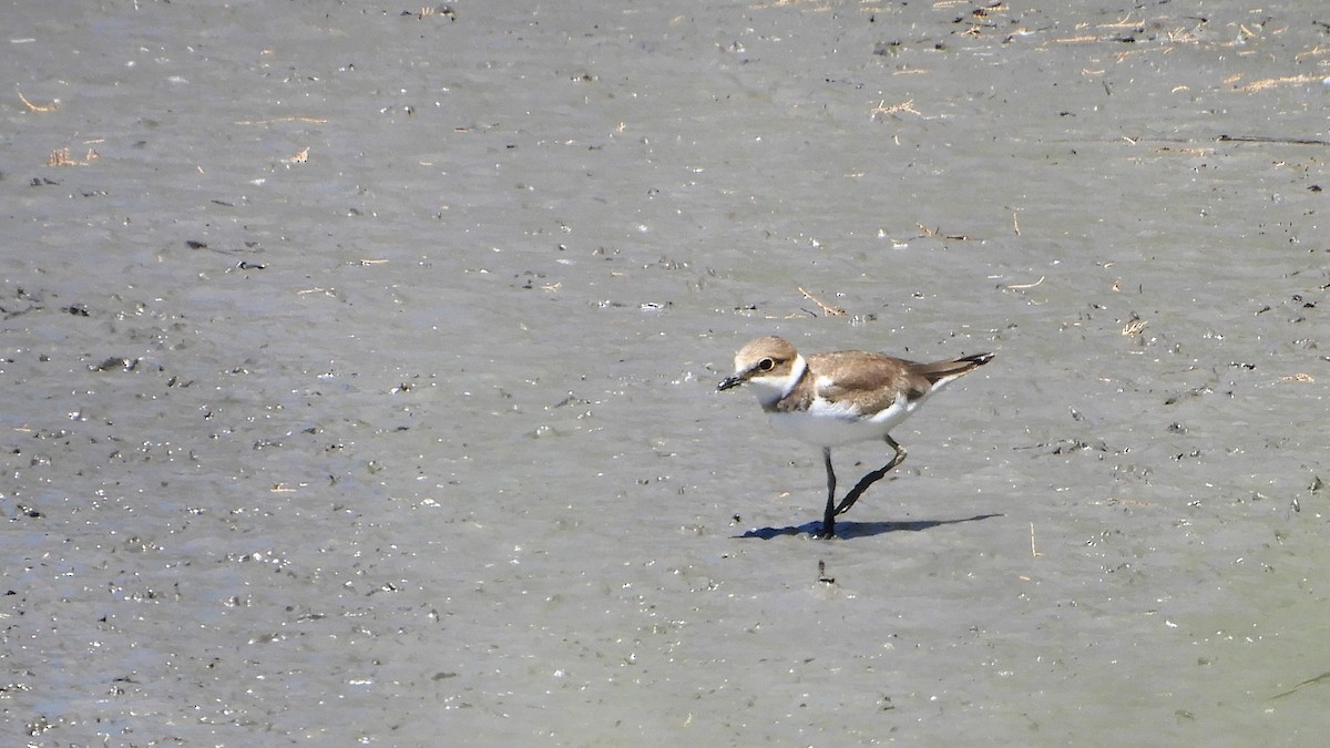 Little Ringed Plover - Andy  Woodward