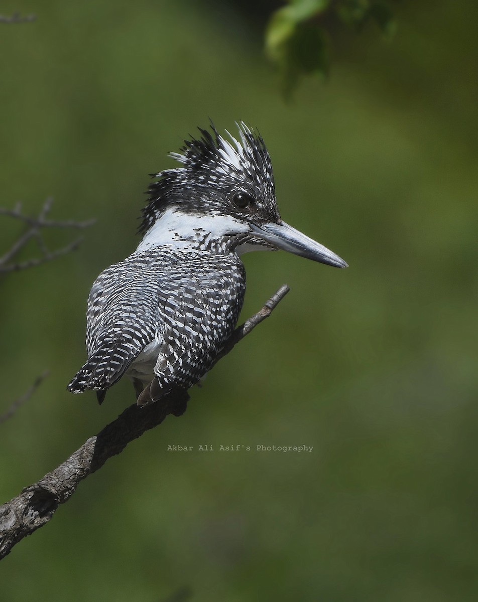 Crested Kingfisher - ML253804871