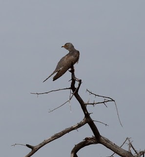 African Cuckoo - Steve James