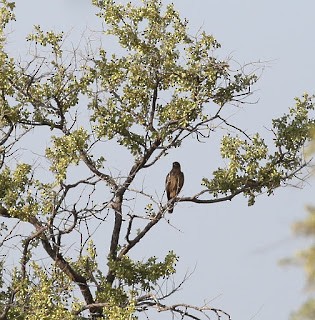 Ovambo Sparrowhawk - Steve James