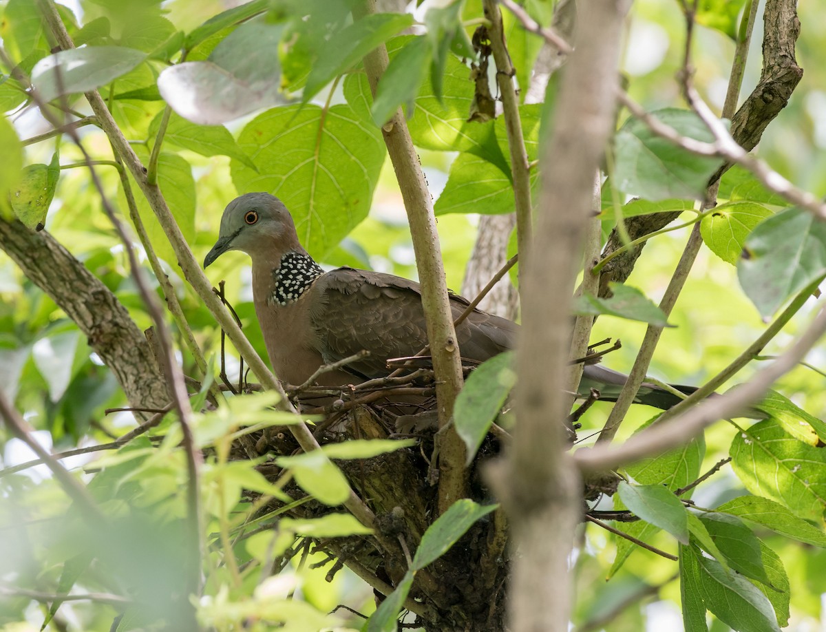 Spotted Dove - ML253809791
