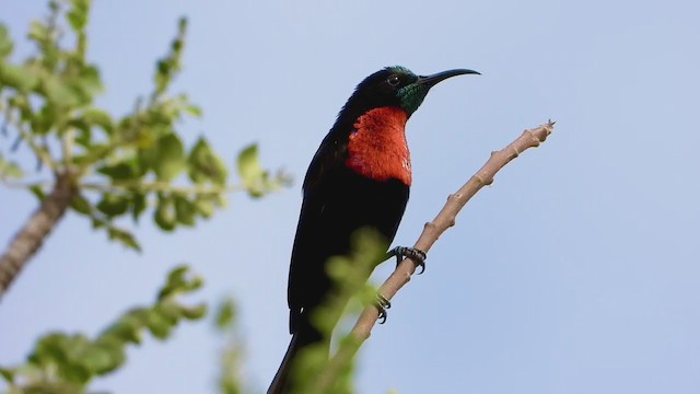 Scarlet-chested Sunbird - ML253810181
