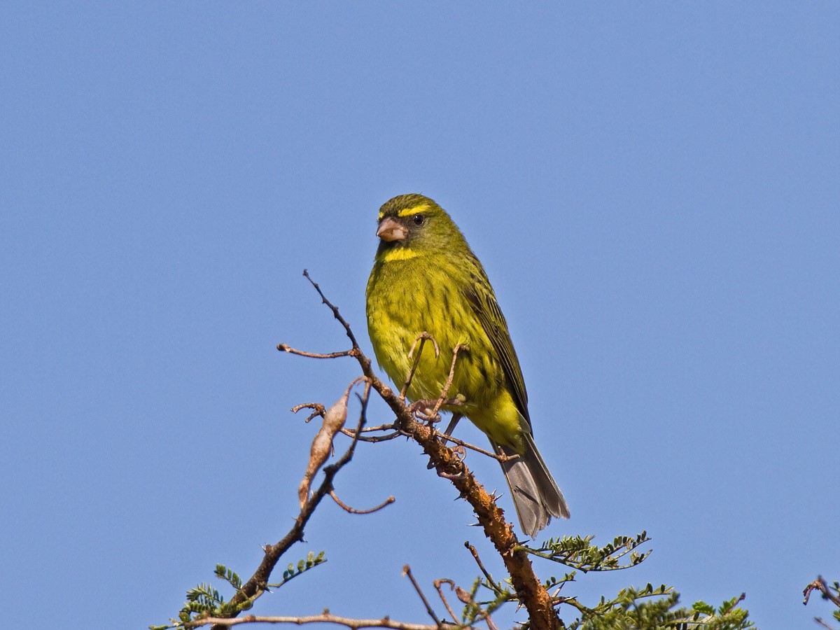 Forest Canary - ML253814711