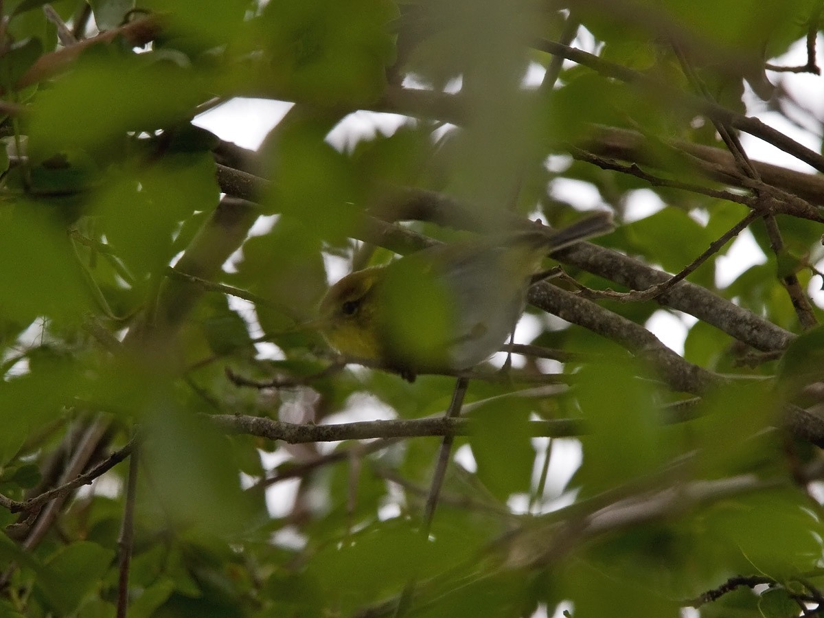 Yellow-throated Woodland-Warbler - ML253815221
