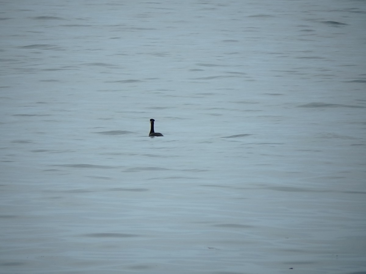 Red-necked Grebe - ML253815661