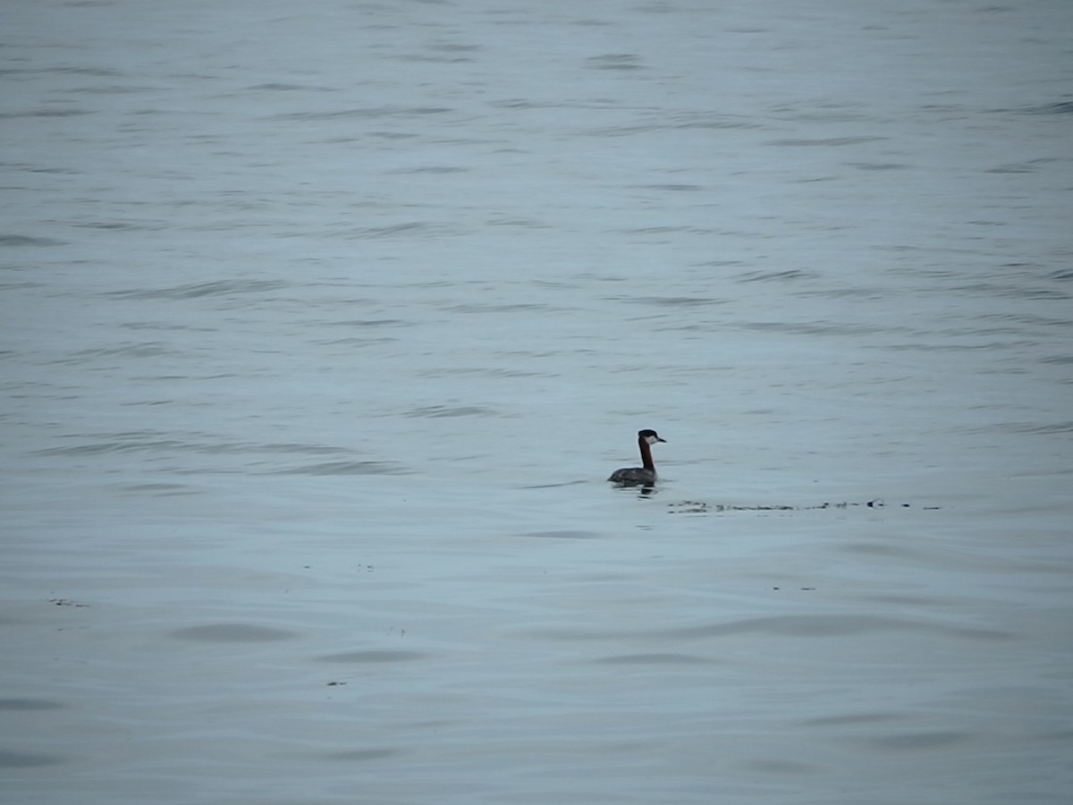 Red-necked Grebe - ML253815681