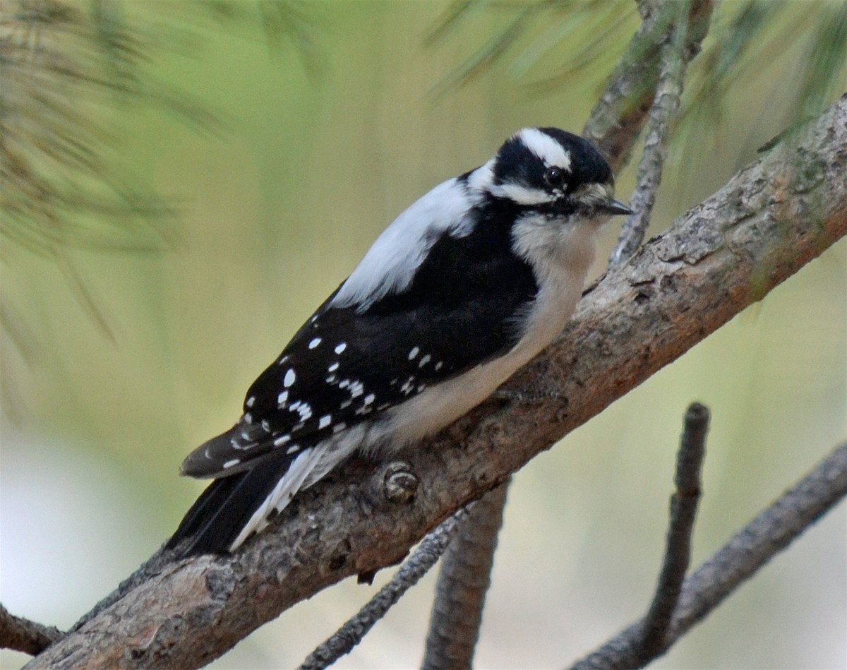 Downy Woodpecker - ML25381981