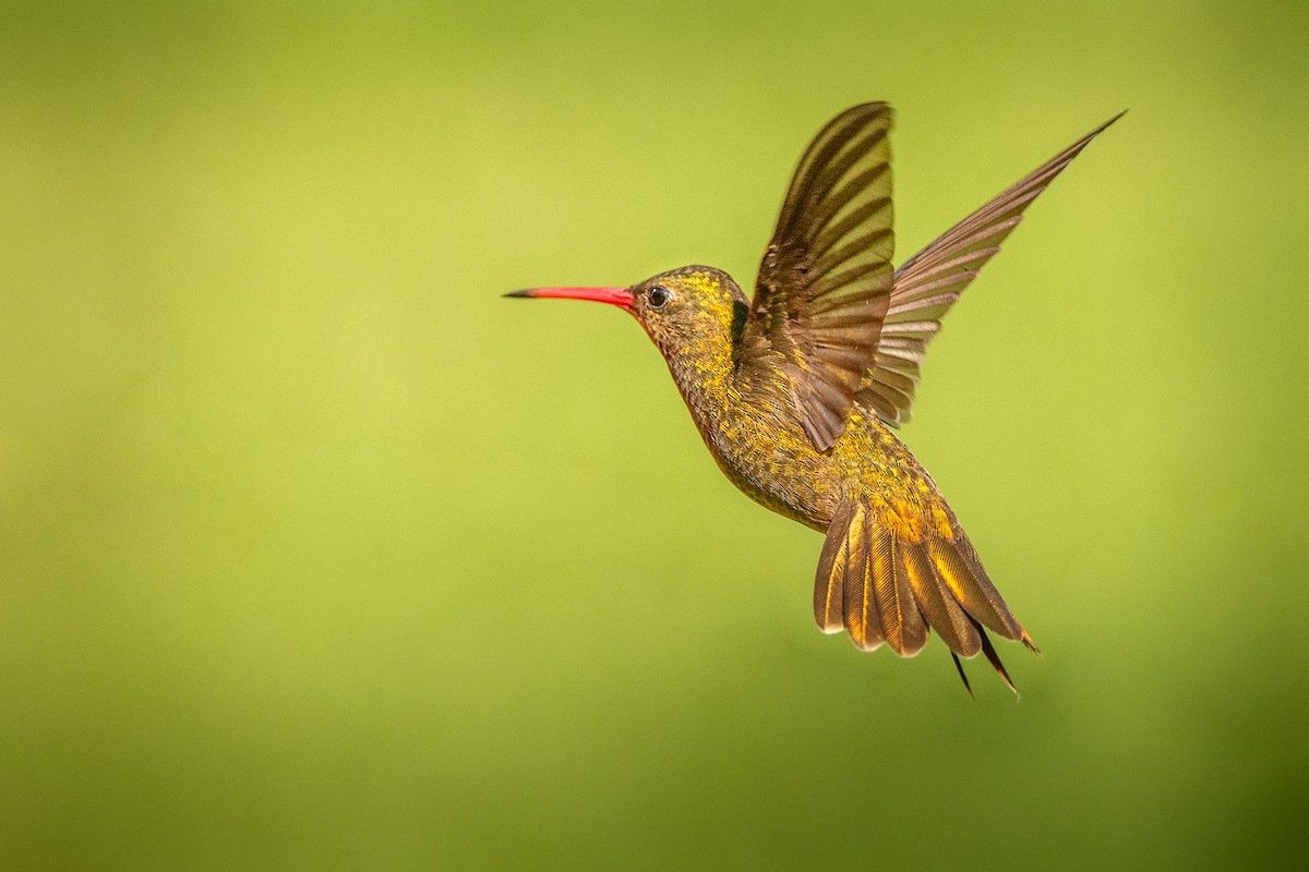 Gilded Hummingbird - Luciano Massa