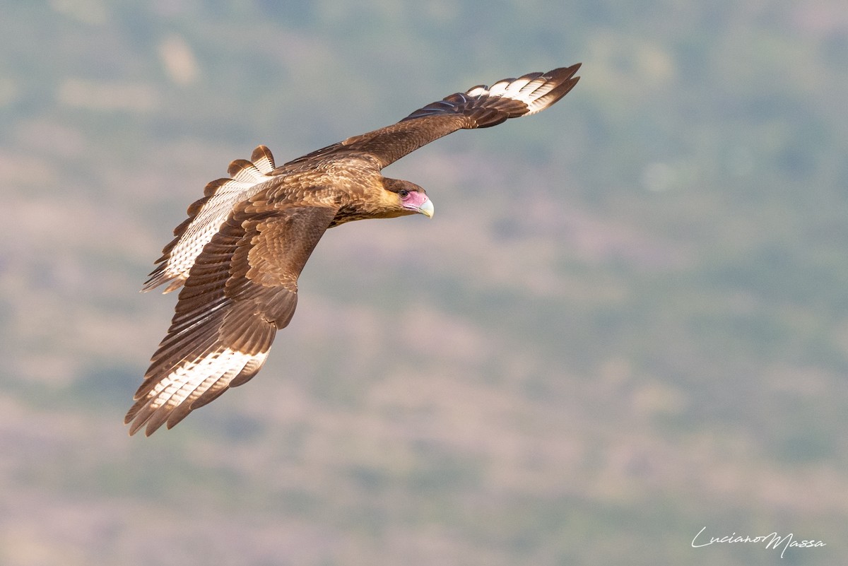 Crested Caracara (Southern) - ML253827501
