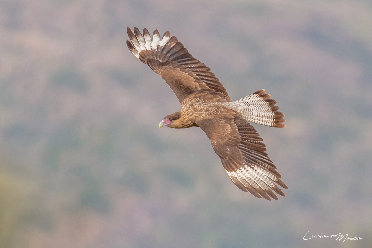Crested Caracara (Southern) - ML253827521