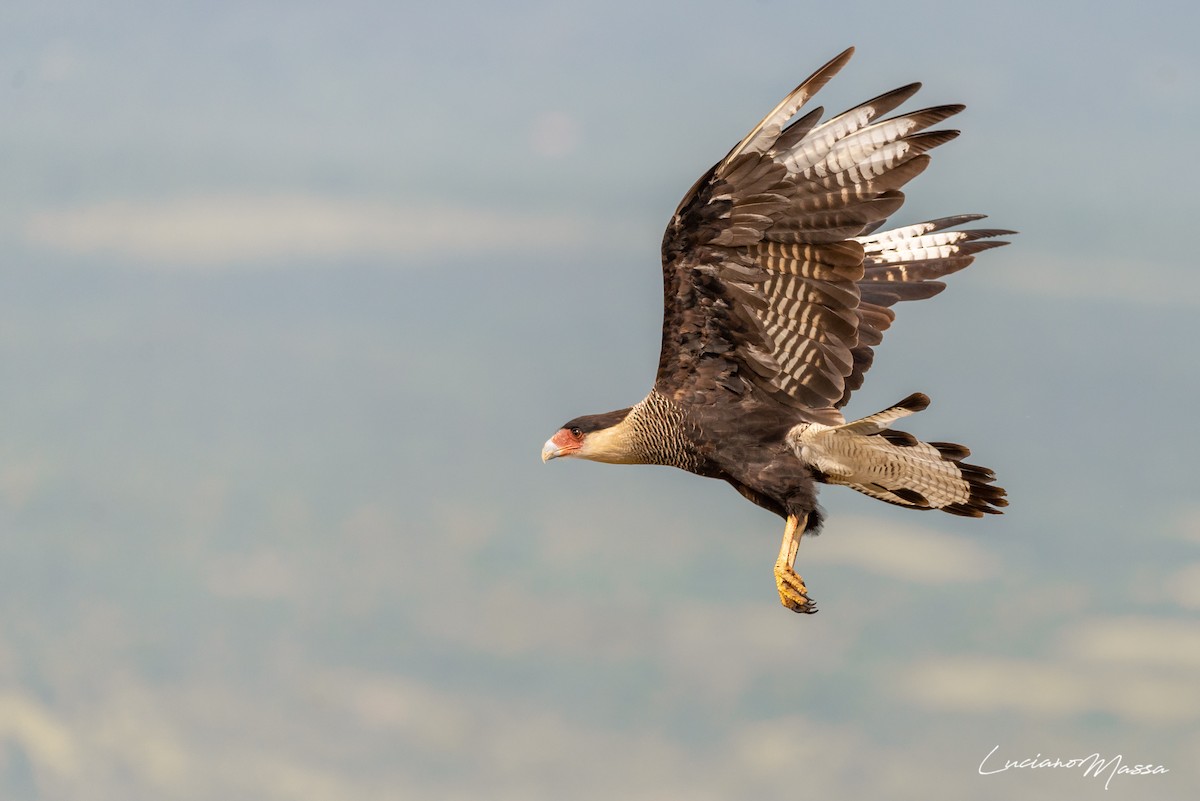 Crested Caracara (Southern) - ML253827571
