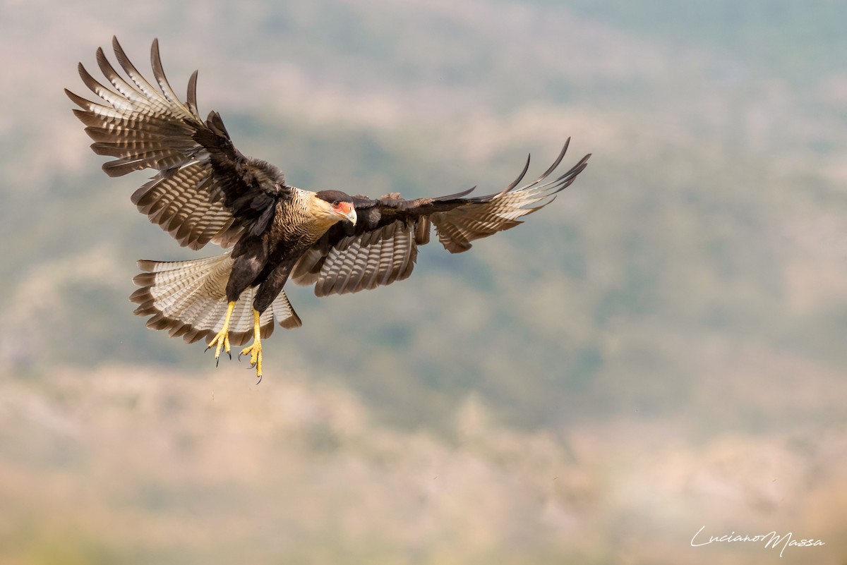 Crested Caracara (Southern) - ML253827581