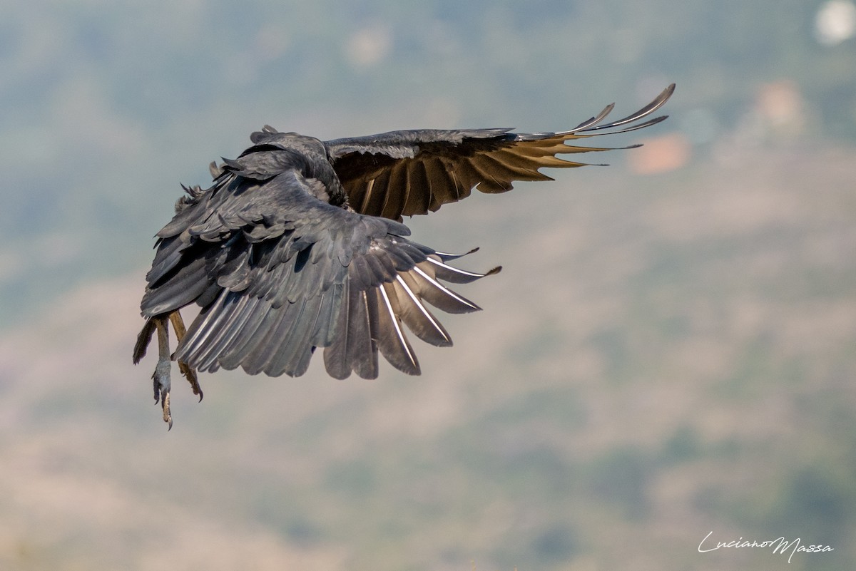 Black Vulture - Luciano Massa