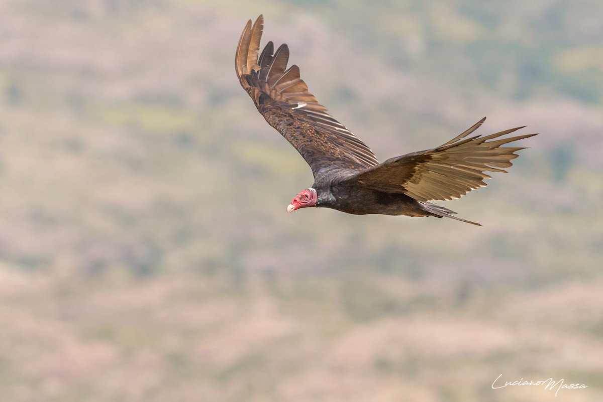 Turkey Vulture - Luciano Massa