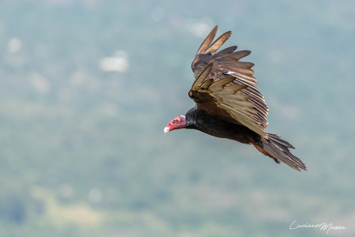Turkey Vulture - ML253827731